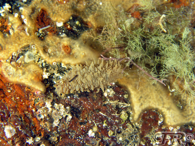 juvenile Holothuria sp.